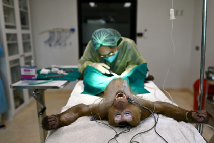 Dozens of rescued animals are treated every month at the Wildlife Friends Foundation Thailand (WFFT) - MANAN VATSYAYANA (AFP) Dozens of rescued animals are treated every month at the Wildlife Friends Foundation Thailand (WFFT) - MANAN VATSYAYANA (AFP)