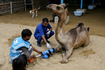 Cammie the camel was given a prosthetic leg at a Pakistan animal shelter after a landlord chopped it off last year - Rizwan TABASSUM (AFP)