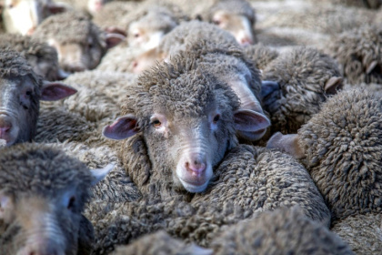 New Zealand sheep farmers are fighting to protect grazing land from spreading pine plantations, which earn government subsidies to absorb carbon emissions. - KAVINDA HERATH (AFP)