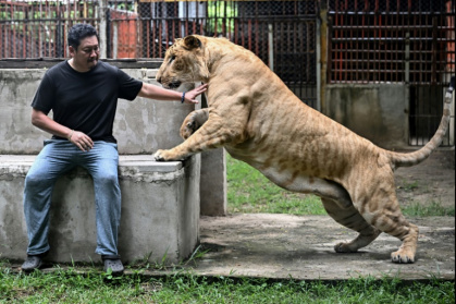 Thailand's captive lion population has exploded in recent years - Lillian SUWANRUMPHA (AFP) Thailand's captive lion population has exploded in recent years - Lillian SUWANRUMPHA (AFP)
