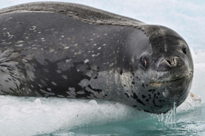Hello, is it me you're looking for?
Male leopard seals sing to woo mates, scientists believe - Juan BARRETO (AFP) Hello, is it me you're looking for?
Male leopard seals sing to woo mates, scientists believe - Juan BARRETO (AFP)