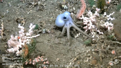 The conversations between the scientists allow amateur enthusiasts a rare insight into the wonders of marine biology - Handout (AFP) The conversations between the scientists allow amateur enthusiasts a rare insight into the wonders of marine biology - Handout (AFP)