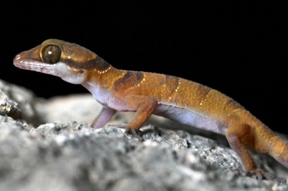 A biologist might go a lifetime without discovering a new species. It took a team exploring Cambodia's limestone karst a single night to find three - TANG CHHIN Sothy (AFP) A biologist might go a lifetime without discovering a new species. It took a team exploring Cambodia's limestone karst a single night to find three - TANG CHHIN Sothy (AFP)