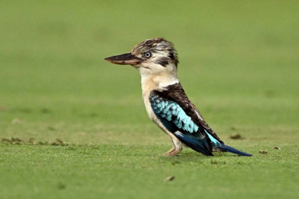 Scientists have documented surprising sex reversals in Australian birds such as the kookaburra. - William WEST (AFP) Scientists have documented surprising sex reversals in Australian birds such as the kookaburra. - William WEST (AFP)