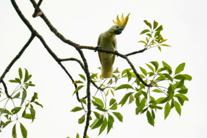 Nestled among the boughs of a decades-old cotton tree in Hong Kong is a nest box designed for the yellow-crested cockatoo, of which only 1,200 to 2,000 remain in the world - YAN ZHAO (AFP)