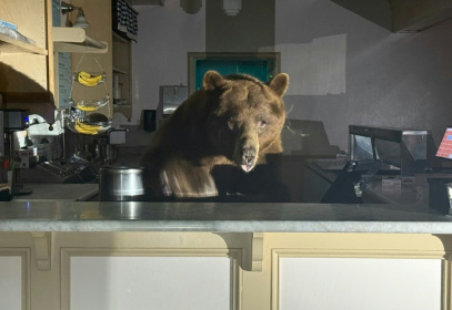 Bear necessities: The big animal climbed on the ice cream shop's counter looking for a treat - - (AFP) Bear necessities: The big animal climbed on the ice cream shop's counter looking for a treat - - (AFP)