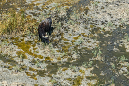 Years of drought have reduced southern Iraq's mythical marshes to a barren land - Asaad NIAZI (AFP) Years of drought have reduced southern Iraq's mythical marshes to a barren land - Asaad NIAZI (AFP)