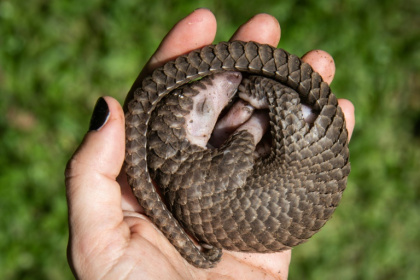 A white-bellied pangolin rescued from local animal traffickers in Uganda. All eight known pangolin species remain at high risk of extinction - Isaac Kasamani (AFP)