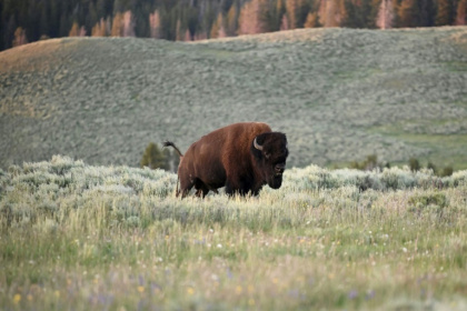 An American Bison, also called Buffalo, grazes in the Yellowstone National Park July 09, 2020 - Eric BARADAT (AFP)