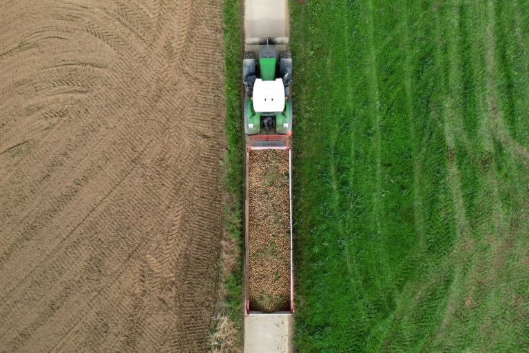 Record potato harvest is no boon in fries-mad Belgium Record potato harvest is no boon in fries-mad Belgium