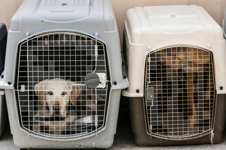 In the doghouse: flying canines count as cargo, EU court rules In the doghouse: flying canines count as cargo, EU court rules