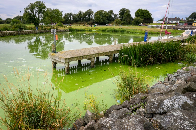 UK's largest lake 'dying' as algae blooms worsen