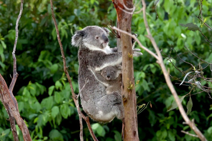 The koala population in Australia's eastern state of New South Wales is threatened with extinction, environmentalists say - DAVID GRAY (AFP)