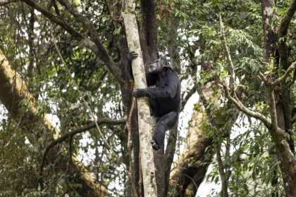 A chimp clings to a tree at a nature reserve in Sierra Leone in April 2025 - PATRICK MEINHARDT (AFP)