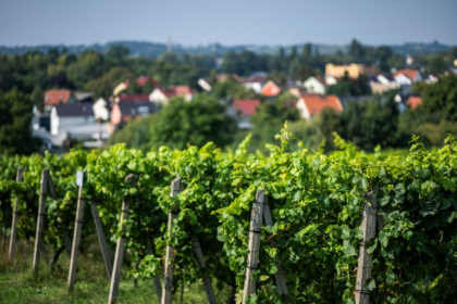 Winemaking in northern Germany has made a comeback since national reunification in 1990, helped by a rise in average summer temperatures of more than one degree, according to the German Wine Institute - John MACDOUGALL (AFP) Winemaking in northern Germany has made a comeback since national reunification in 1990, helped by a rise in average summer temperatures of more than one degree, according to the German Wine Institute - John MACDOUGALL (AFP)