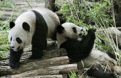 Huan Huan and Yuan Zi arrived at the Beauval Zoo in 2012 - Alain JOCARD (AFP) Huan Huan and Yuan Zi arrived at the Beauval Zoo in 2012 - Alain JOCARD (AFP)