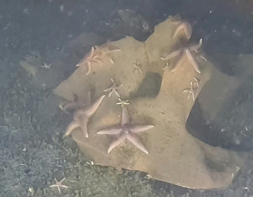 Footage captured by a submersible of starfish on the exposed TNT of an unexploded Nazi bomb at the bottom of the Baltic Sea - Andrey VEDENIN (AFP) Footage captured by a submersible of starfish on the exposed TNT of an unexploded Nazi bomb at the bottom of the Baltic Sea - Andrey VEDENIN (AFP)