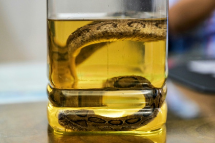 A venomous snake preserved at the Rajshahi Medical College Hospital in Rajshahi, Bangladesh - Munir UZ ZAMAN (AFP) A venomous snake preserved at the Rajshahi Medical College Hospital in Rajshahi, Bangladesh - Munir UZ ZAMAN (AFP)