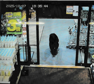 Last week an adult bear entered a supermarket in Numata, Gunma, north of Tokyo - STR (AFP) Last week an adult bear entered a supermarket in Numata, Gunma, north of Tokyo - STR (AFP)