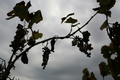 Wine grapes rot on the vine at an abandoned Central Valley wine grape vineyard in Lodi, California, where farmers are turning to alternate crops due to falling demand - Patrick T. Fallon (AFP) Wine grapes rot on the vine at an abandoned Central Valley wine grape vineyard in Lodi, California, where farmers are turning to alternate crops due to falling demand - Patrick T. Fallon (AFP)
