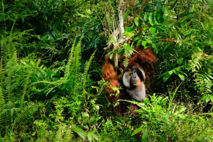 Borneo island is home to orangutans, long-nosed monkeys, clouded leopards, pig-tailed macaques, flying fox-bats and the smallest rhinos on the planet - Jack MOORE (AFP)
