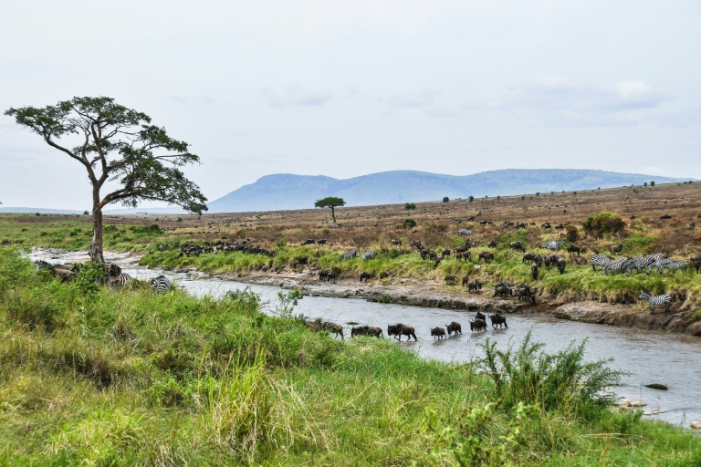 Tanzania Maasai fear VW 'greenwashing' carbon credit scheme