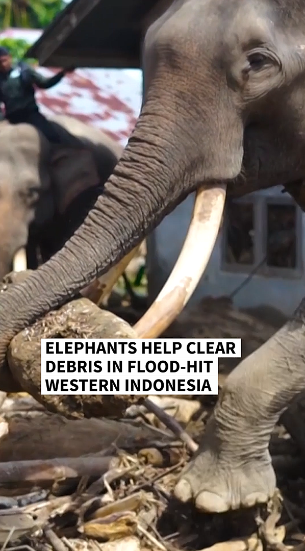 Elephants help clear debris in flood-hit western Indonesia