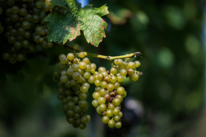 Despite a slight rebound this year, global wine production is still below recent averages - John MACDOUGALL (AFP)