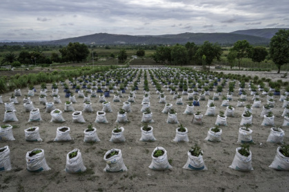Because soil quality around the Congolese capital, Kinshasa, is relatively poor, farmers place plants in bags with a more nourishing mixture -- part of efforts to feed a country where millions face hunger - Glody MURHABAZI (AFP)