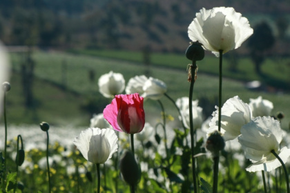 Myanmar has long ranked among the world's top opium poppy producers - STR (AFP)