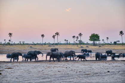 Elephants drink at watering hole at Hwange National Park, where communities are helping to track the animals to avoid human-wildlife conflict - Zinyange Auntony (AFP)