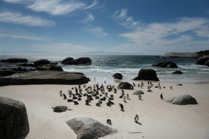 Fewer than 10,000 breeding pairs of the small, black and white African Penguin are left globally - RODGER BOSCH (AFP)