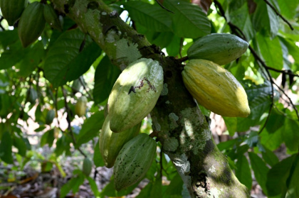 Cocoa pods grow on trees in a plantation in Ivory Coast - Issouf SANOGO (AFP)