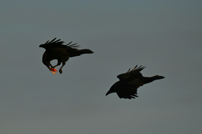 Scavenging ravens memorize vast tracts of wolf hunting grounds: study