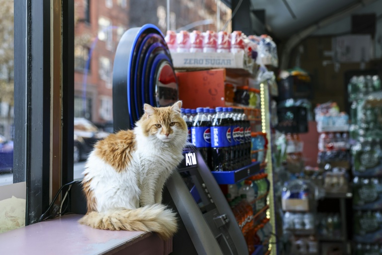 New York seeks rights for beloved but illegal 'bodega cats'