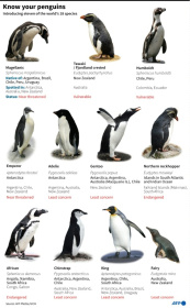 Graphic showing eleven of the world's penguin species. - Laurence CHU, John SAEKI (AFP)