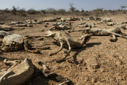 Villagers have lost entire flocks of livestock to the drought - Tony KARUMBA (AFP)
