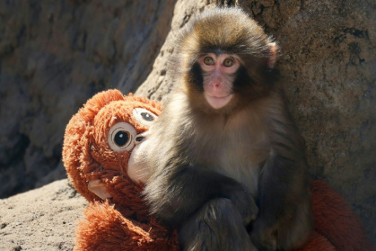 Baby macaque Punch was abandoned by his mother shortly after his birth at Japan's Ichikawa City Zoo on July 26 - STR (AFP)