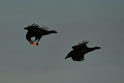 A new study suggests ravens use navigation and spatial memory techniques to scavenge with sophistication - Ina FASSBENDER (AFP)