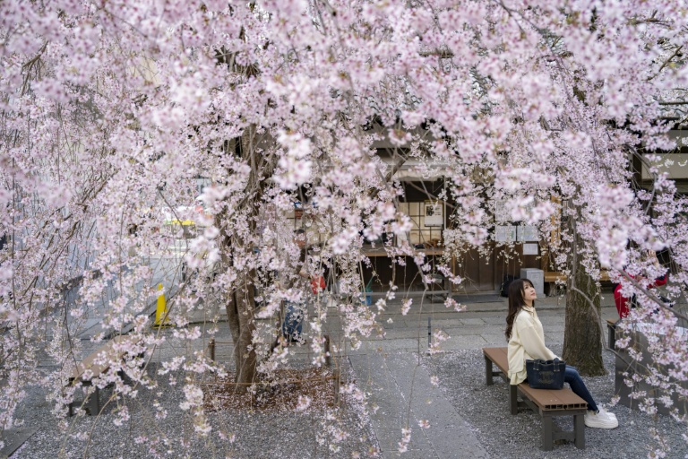 Japan's cherry blossom season dazzles locals and tourists