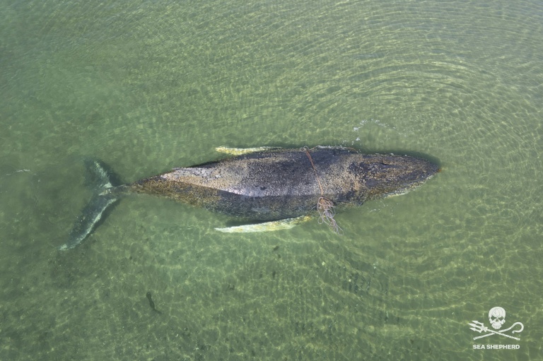'Free Timmy!': Beached whale grips and divides Germany