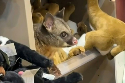 A video grab from Melissa Oddie shows a wild possum on a shelf among toys at Hobart Airport in Tasmania - Handout (AFP)