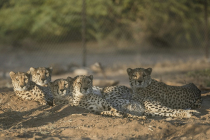 The long, slender, spotted felines yawn, stretch, and purr loudly as the staff approach the vast, highly protected complex run by Cheetah Conservation Fund (CCF) in the Geed-Deeble savannah of Somaliland - Tony KARUMBA (AFP)