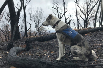 The 11-year-old Koolie was one of the first dogs trained to detect koalas - Handout (AFP)