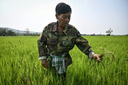 So far, around 2,000 have made the switch to microbial solutions -- a fraction of the province's 100,000 rice farmers, but a start - Lillian SUWANRUMPHA (AFP)