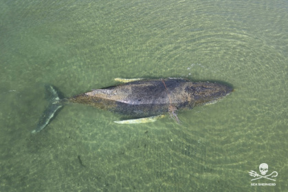 Some worry about what Timmy's epic struggle says about a nation's collective psyche - -STR (AFP)