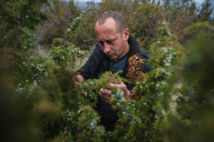 Picker Slobodan Velickovic inspects bushes - Andrej ISAKOVIC (AFP)