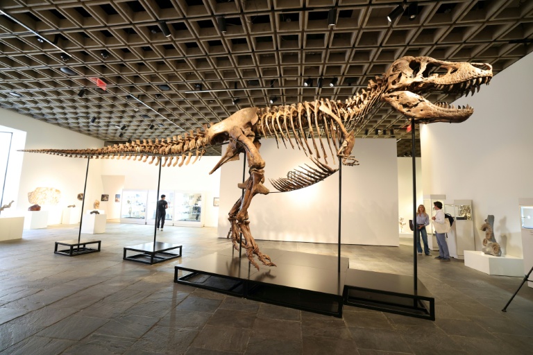 'Gus' the T. rex fetches record $50.1 mn at US auction