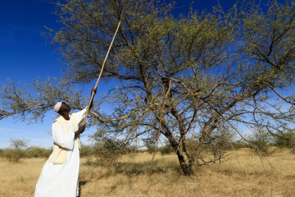 A Sudanese man using a 'sunki', a long wooden handled-tool with a sharp metal edge, to harvest gum arabic sap from an acacia tree - ASHRAF SHAZLY (AFP)
