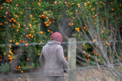 Factories, farms and ordinary households across South Africa are scrambling for labour after thousands of foreign workers left - RODGER BOSCH (AFP)